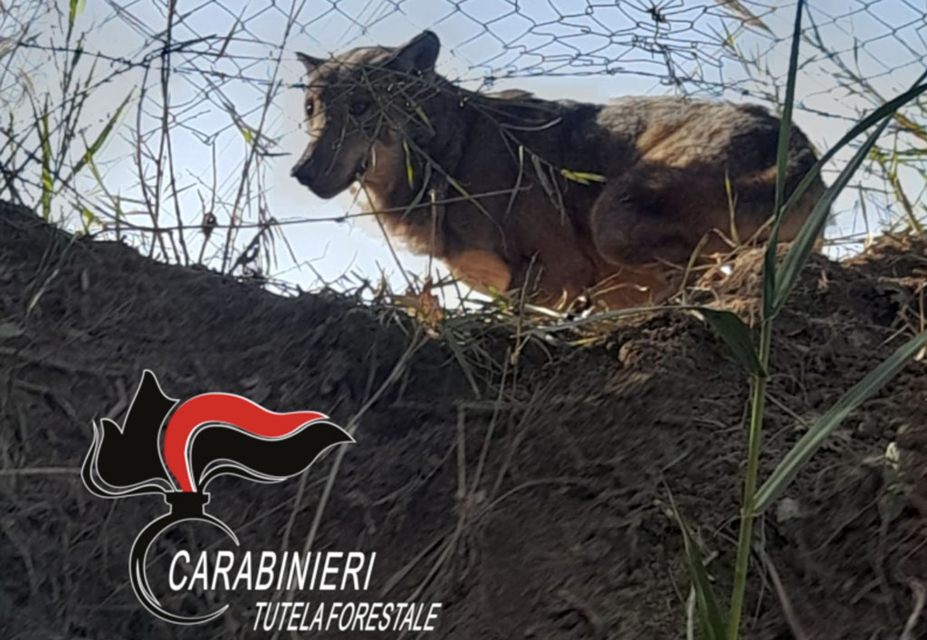 Lupo intrappolato nelle campagne di Pianopoli, liberato dai Carabinieri Forestale