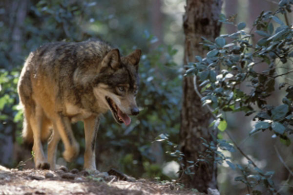 Tutela e salvaguardia del lupo, parte il progetto Wolfnet Sila 