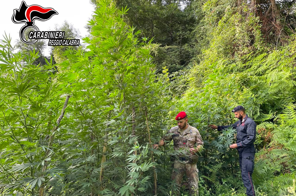 Carabinieri Reggio scoprono sul monte Limina una coltivazione di canapa indiana