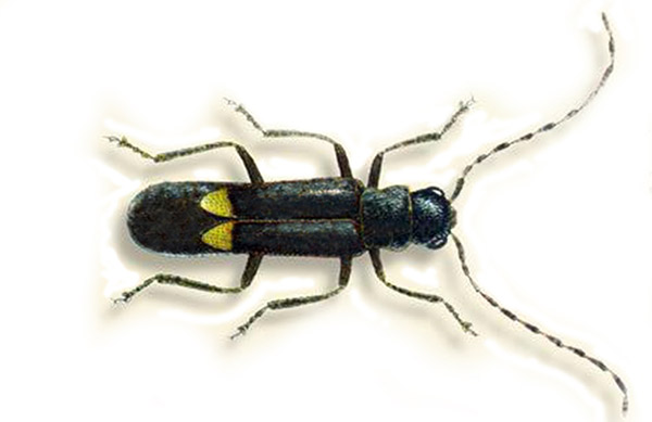 Parco Aspromonte, scoperta una nuova specie di insetto