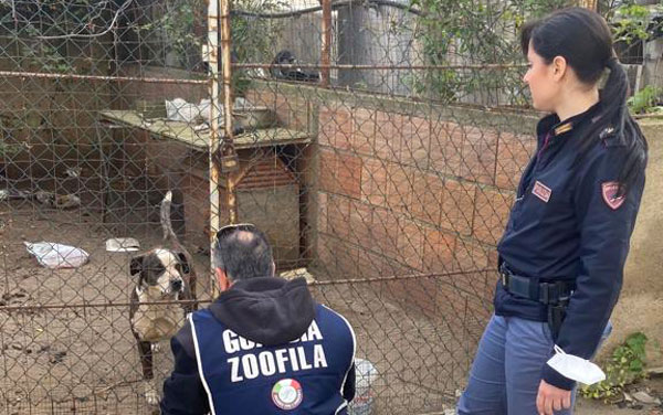 Due denunce per maltrattamento di animali domestici da Polizia a Reggio