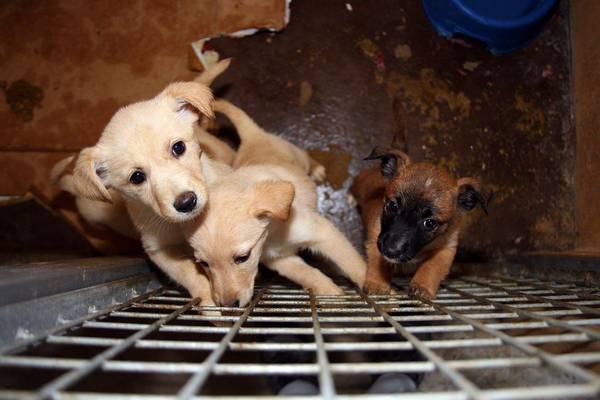 Attivato a Cosenza sportello difesa legale animali 