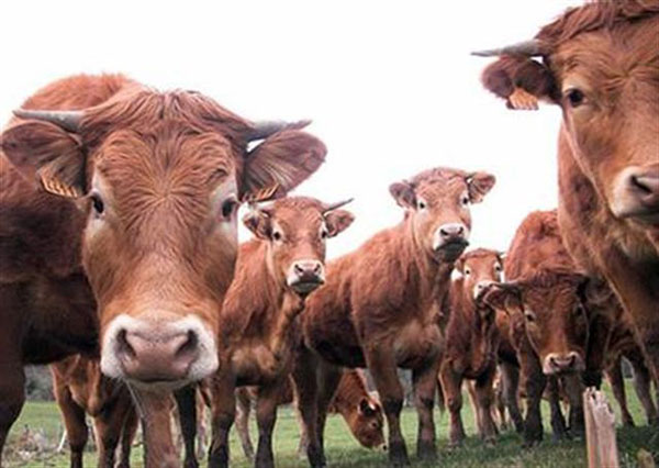 Calabria: Mandria bovini pascolava abusivamente, sequestrati capi