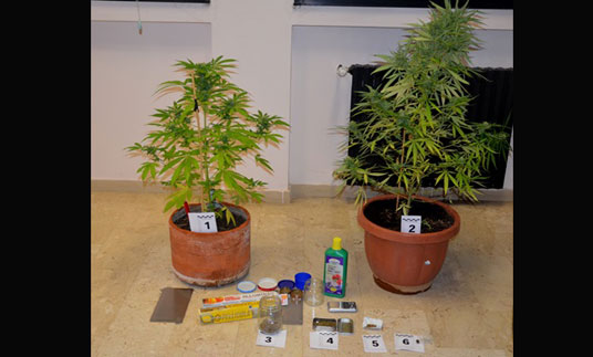 Coltivavano marijuana sul balcone, arrestati due fratelli a Catanzaro