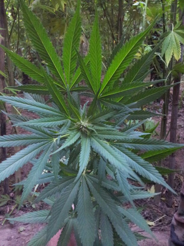 Calabria: Droga, Sorpreso uomo mentre irrigava piantagione canapa, arrestato