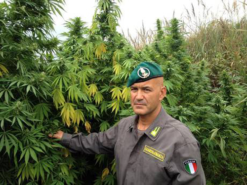 Calabria: Sequestrate 196 piante di marijuana nel reggino 