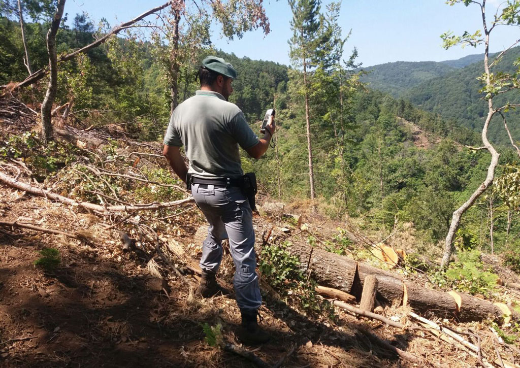 Taglia illegalmente 14 alberi in bosco di proprietà del comune, una denuncia a Mesoraca
