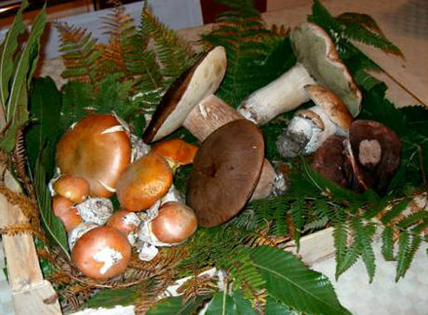 Calabria: III edizione della Mostra Micologica “Parco della Sila” a Zagarise