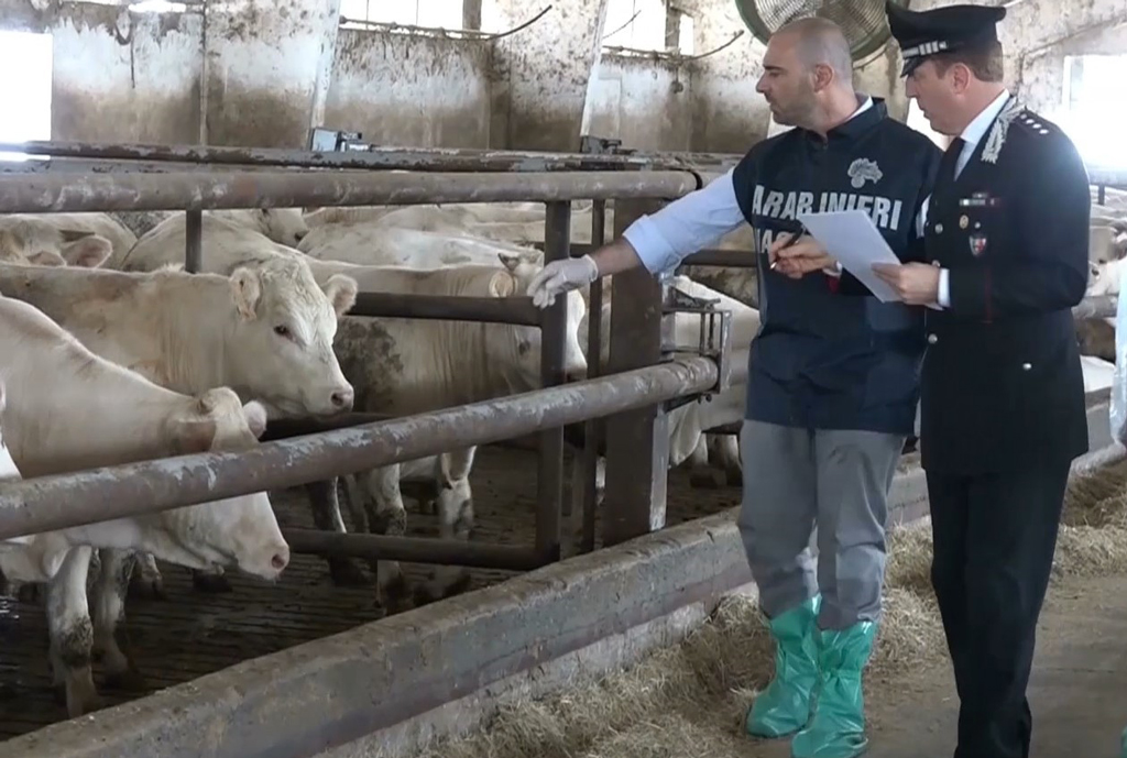Nas sequestrano allevamento abusivo nel Catanzarese