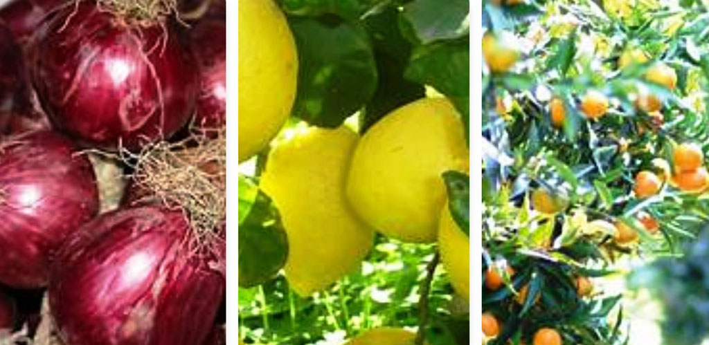 La Calabria al Macfrut 2018, riflettori puntati sulla Cipolla di Tropea, le Clementine e la Patata della Sila