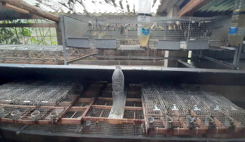Detenevano illegalmente circa un migliaio di uccelli di specie protette: due denunce nel Reggino