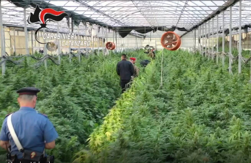 Coltivavano marijuana in azienda ortoflorovivaistica a Sellia Marina, 8 arresti - VIDEO E NOMI