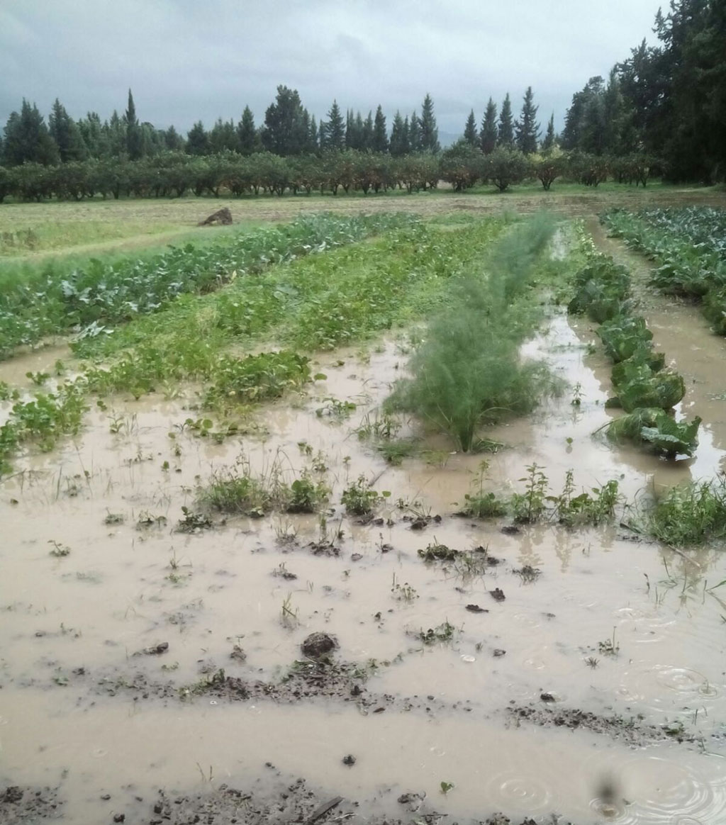 Lamezia: Coldiretti, prima stima danni maltempo 
