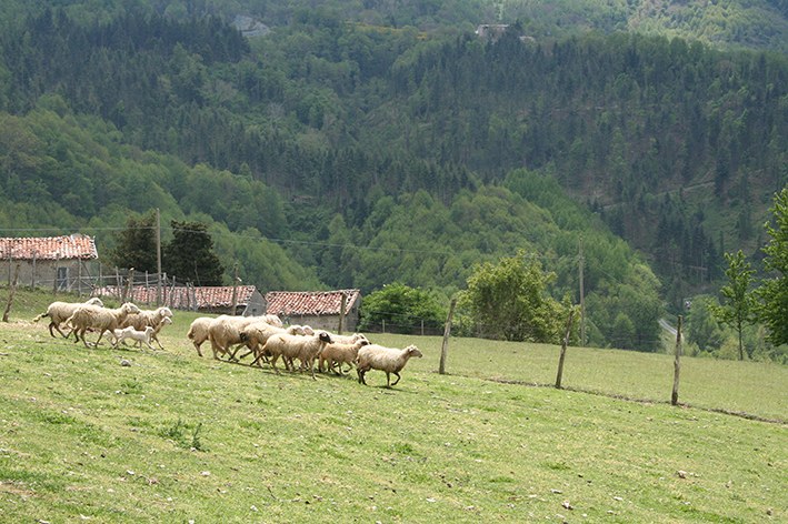 Calabria: pascolamento contro terzi, Anpa e Confcoltivatori chiedono intervento del Governo