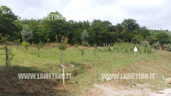 PARCO-GANCIA-FRUTTETO-VIGNETO.jpg
