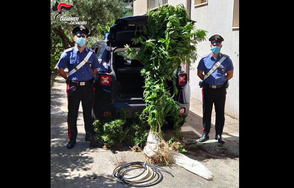 Coltivava cannabis tra gli ortaggi di stagione, arrestato 57enne ad Albi