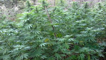 Sorpreso a coltivare piantagione marijuana, arrestato 43enne a Palmi