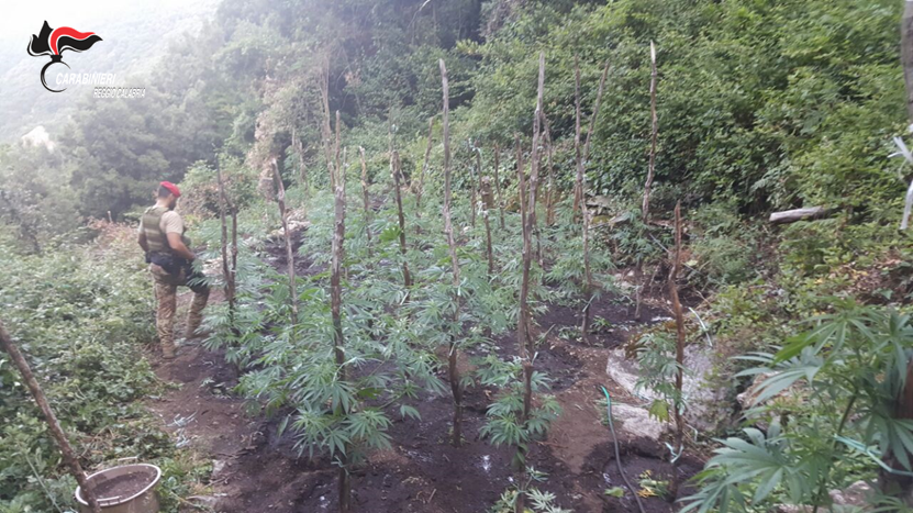 Irrigavano piantagione di cannabis, arrestati due fratelli nel reggino