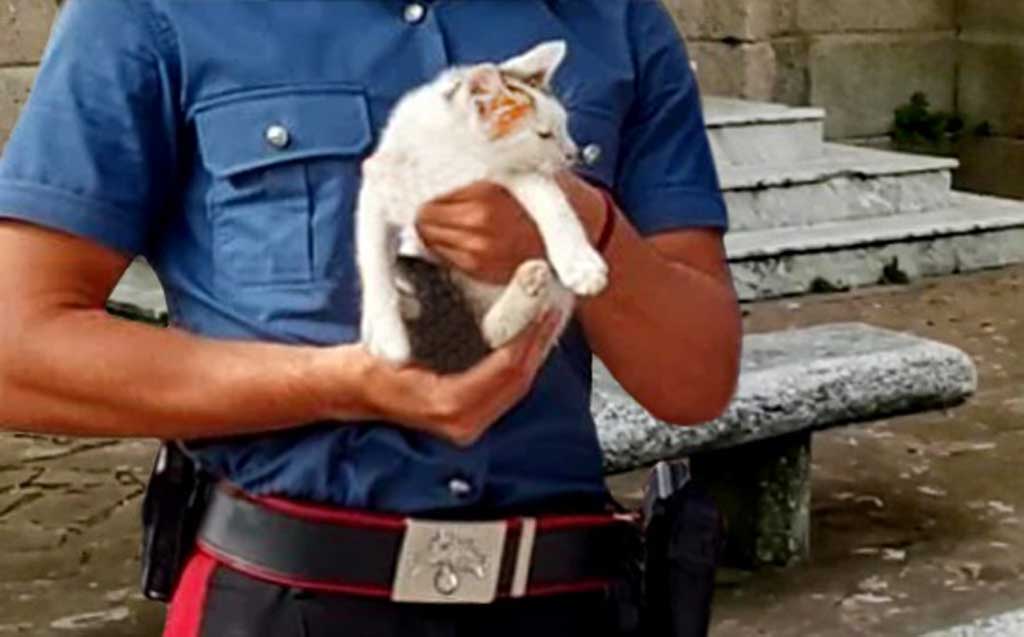 Maltrattano gattino e postano video sui social: denunciati dai carabinieri 3 giovani a Polistena