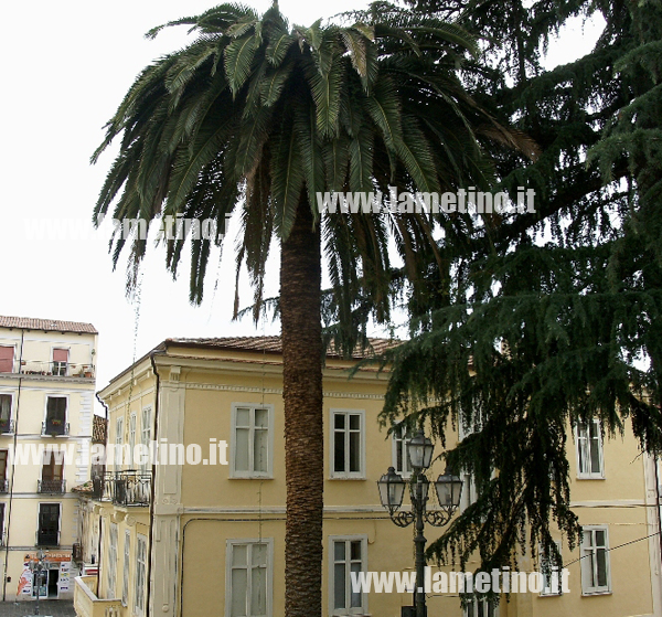 Palme-infette-punteruolo-rosso-nov-2013-2.jpg