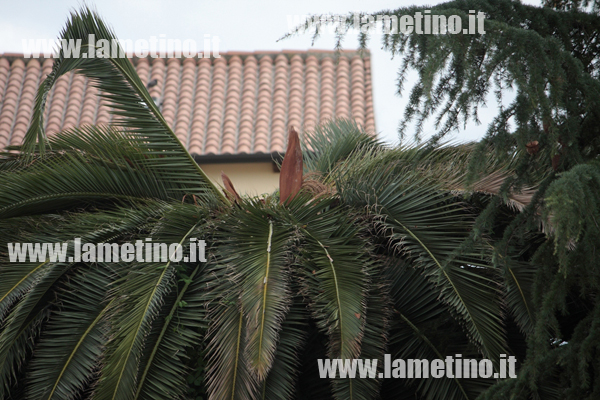 Lamezia: Punteruolo rosso continua a colpire palme in città