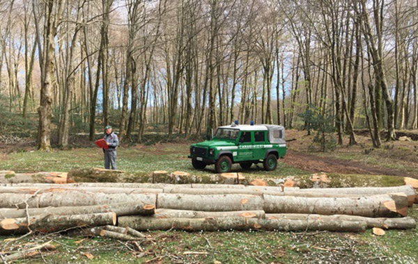 Taglio abusivo di alberi nel Parco Nazionale d’Aspromonte, arrestato 54enne