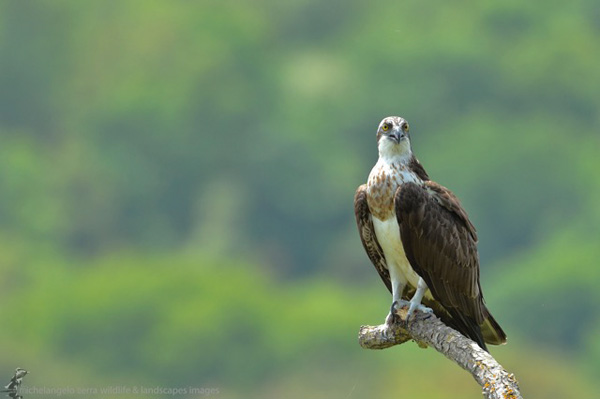 Parco Naturale delle Serre, al via corso fotografia e ricerca naturalistica
