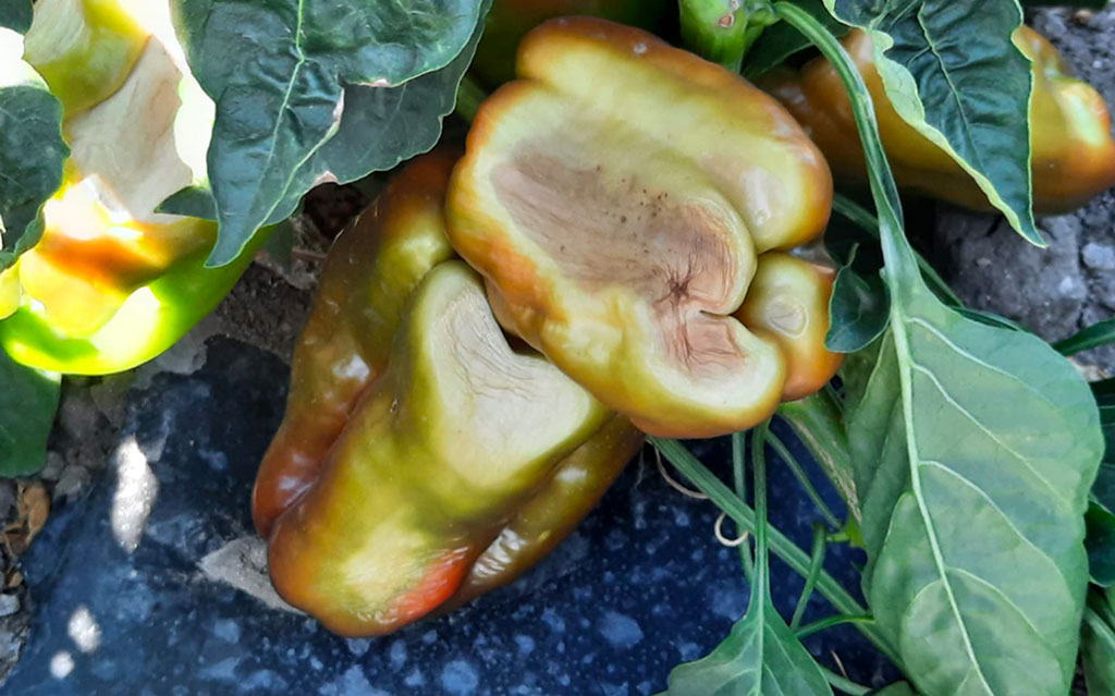 Coldiretti Calabria: "Il caldo torrido sta lessando frutta e ortaggi"