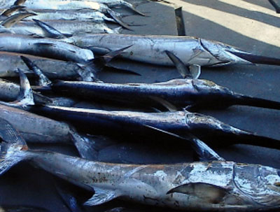 Calabria: Guardia costiera sequestra 50 esemplari di pesce spada novello