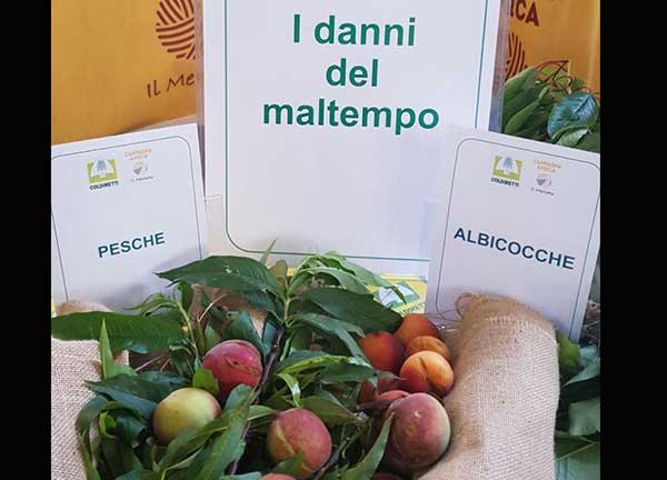 Coldiretti, primavera in ritardo: il report delle gravi difficoltà per l’agricoltura calabrese