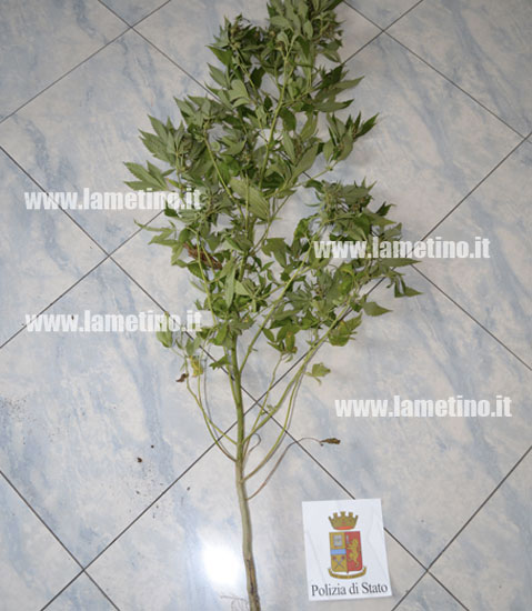 Lamezia: Cannabis in vaso rinvenuta nella frazione Fronti