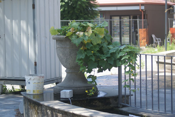 Pianta-zucca-Piazza-Mazzini.jpg