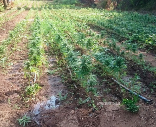 Operazione “Sempre verde”, sequestrate 12 mila piante di canapa nel vibonese