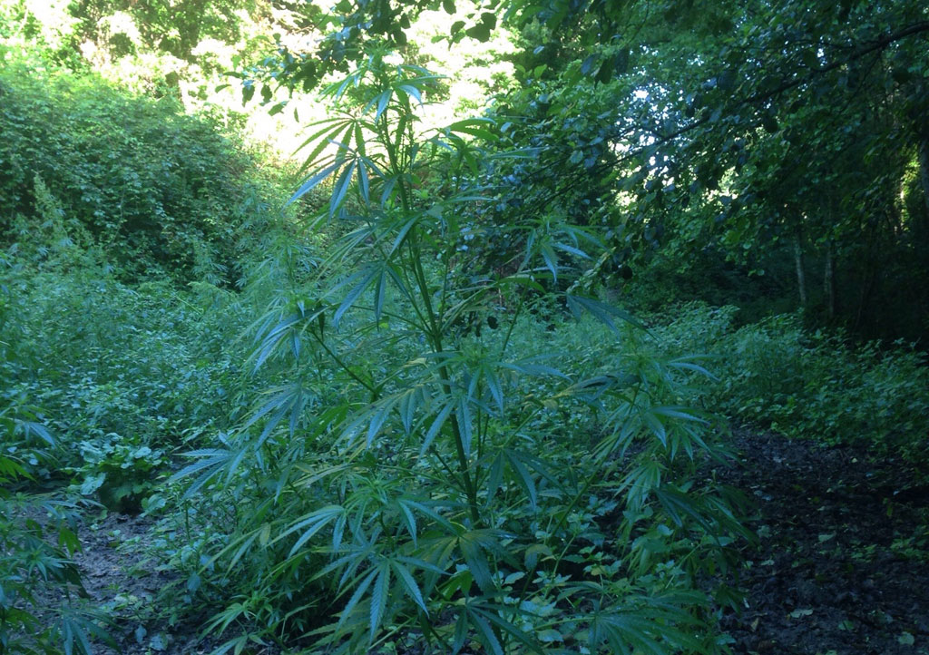 Scoperta nel vibonese piantagione da oltre 1200 piante di marijuana, trovata anche auto rubata