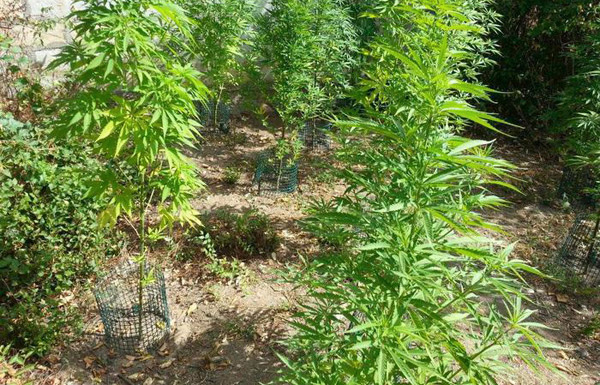 Operazione "Santu Roccu", coltivavano piantagione di cannabis: 3 arresti nel reggino