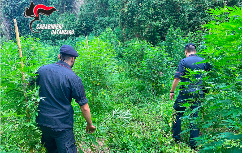 Scoperta vasta piantagione di marijuana a Gizzeria, arrestati 4 lametini