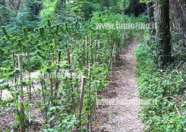 Lamezia: Sorpreso mentre coltivava marijuana, arrestato 19enne