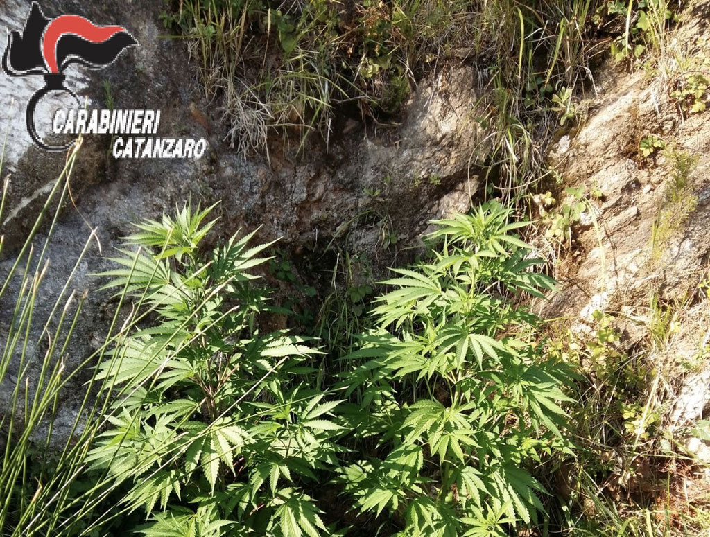 Coltivava marijuana in un allevamento di trote, arrestato 57enne a Cenadi