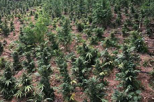Scoperte 2.200 piante canapa indiana nel reggino, quattro arresti