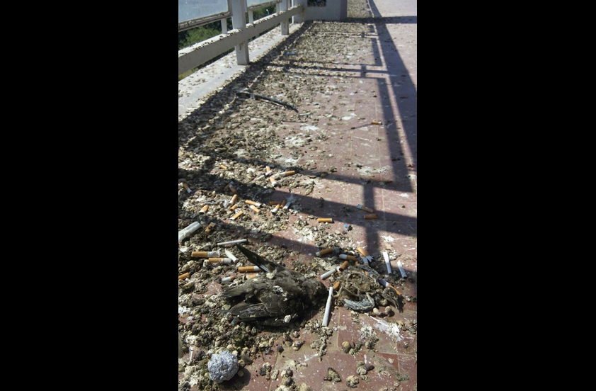 Lamezia, Italia Nostra: degrado e sporcizia su terrazza ospedale 