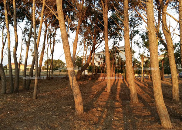 Comune revoca convenzione triennale con “Lamezia Verde” per manutenzione e gestione pineta Ginepri  