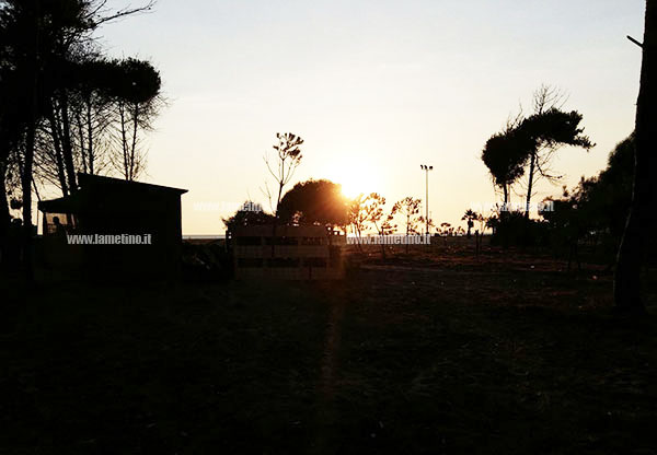 Pineta1-ginepri_4_23832.jpg