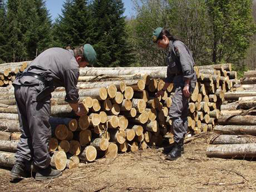 Calabria: Taglio pini pregiati, 9 denunce e multe per 400 mila euro 