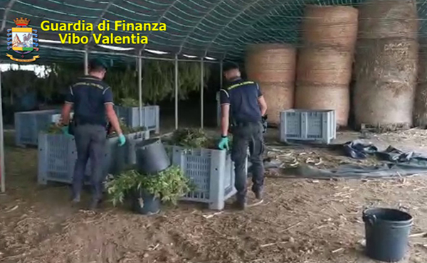 Sequestrati 6 quintali di marijuana e 5200 piantine di canapa a Pizzo, cinque arresti 