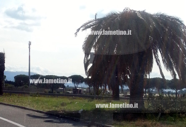 Lamezia: Punteruolo, continua “strage” Palme. Anche quelle pubbliche non curate