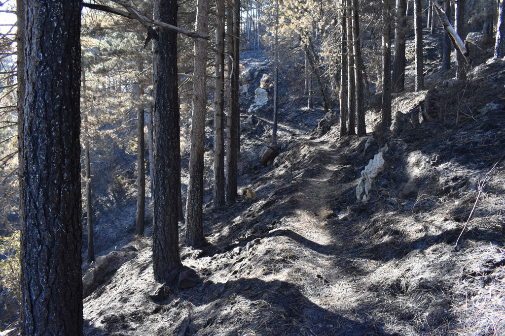 Fai: tornano le Giornate d'autunno anche tra siti devastati da incendi: previsto pellegrinaggio sul Monte Reventino