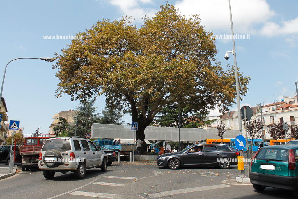 Platano-piazza-mazzini1.jpg