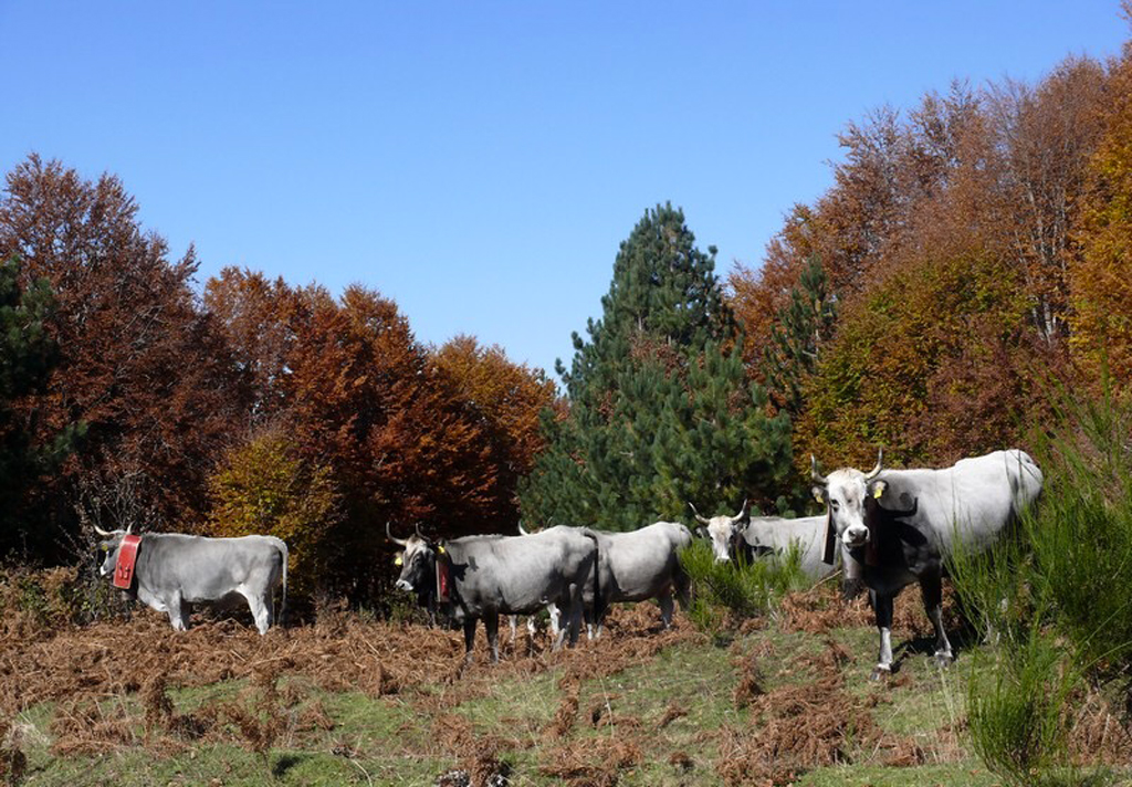 Consiglio regionale approva nuova legge sulla biodiversità