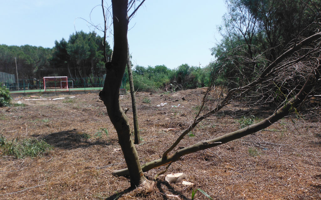 Alberi abbattuti illegalmente in pineta litoranea a Isola Capo Rizzuto