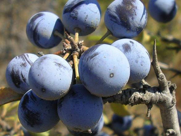 Pianta nonni del Molise si rivela arma contro i tumori, a giugno integratore
